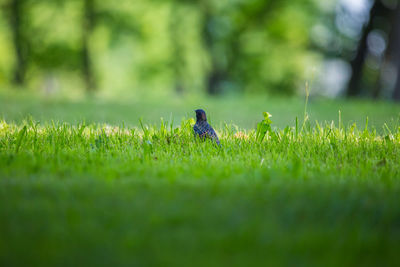 Small grass in field