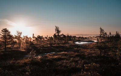 Plants and trees against sky during sunrise on swamps 