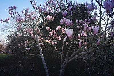 Pink flowers blooming on tree