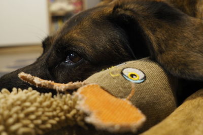 Close-up of a dog