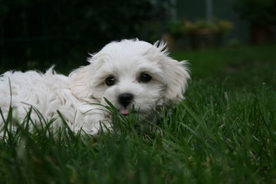 Portrait of white puppy on field