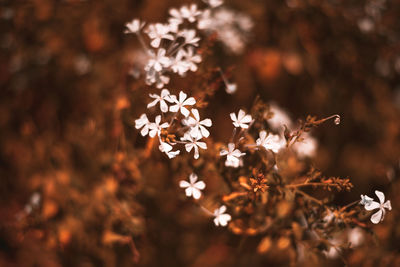 Close-up of white maple leaves on tree