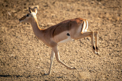 Female common impala throws up rear legs