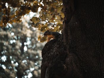 Low angle view of bird on tree trunk