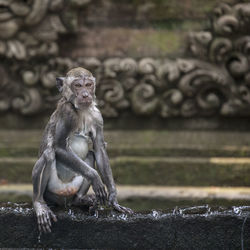Close-up of monkey sitting on retaining wall