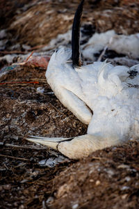 Close-up of a bird