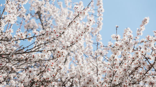 Low angle view of cherry blossom tree