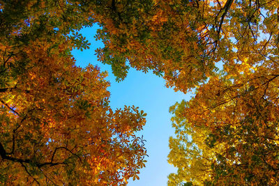 Low angle view of maple tree against sky