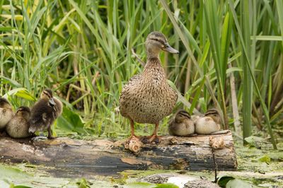 View of a duck in water