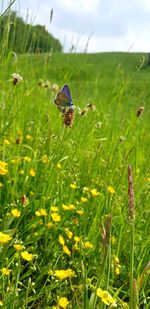 Close-up of butterfly on grass in field