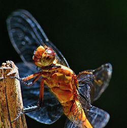 Close-up of insect on leaf