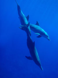 Close-up of fish swimming in sea