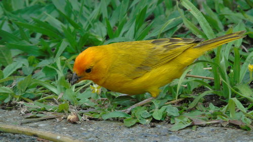 Close-up of bird perching on grass