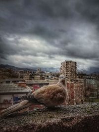 Birds in city against storm clouds