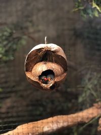 High angle view of birds coconut shell