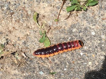 High angle view of caterpillar on rock