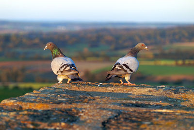 Bird perching on rock