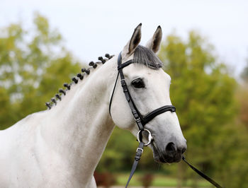 Close-up of a horse against blurred background