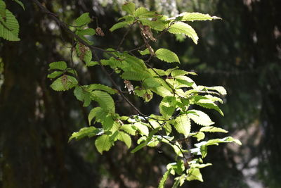 Close-up of fresh green plant