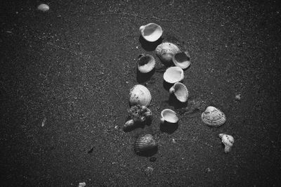 High angle view of shells on beach