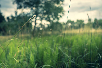 Close-up of grass on field against sky