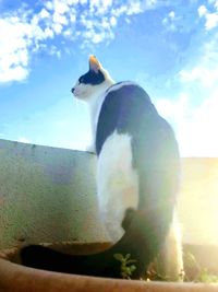 Low angle view of cat sitting against sky
