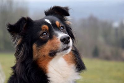 Close-up portrait of dog