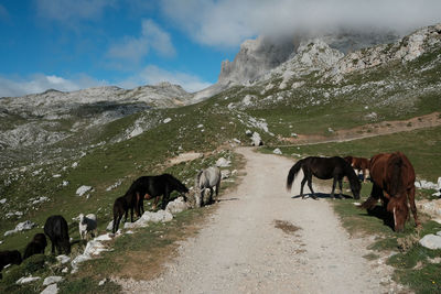 Horses in a valley