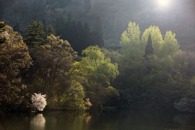 Trees by lake in forest