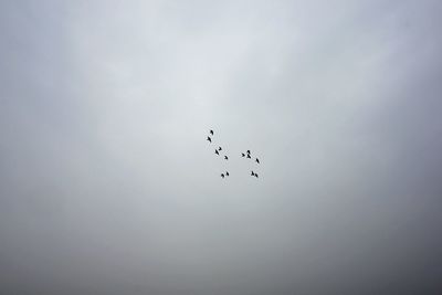 Low angle view of birds flying in sky