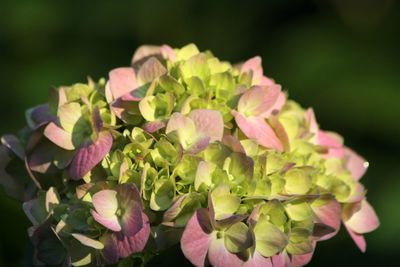 Close-up of pink flowers