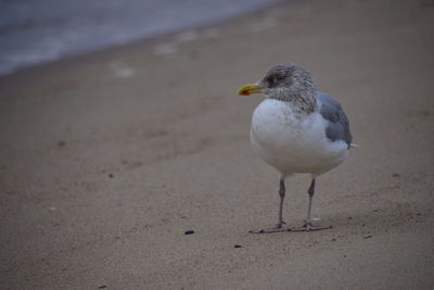 Close-up of seagull on sand