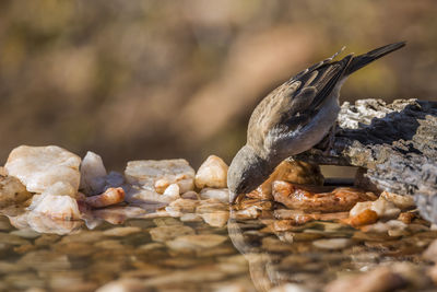 Close-up of bird perching on rock