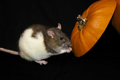 Close-up of rat over black background