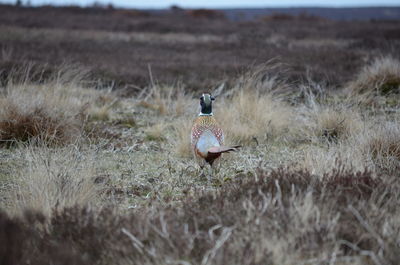 Full length of a bird on field