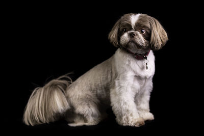 Portrait of dog sitting against black background