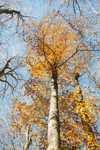 Low angle view of tree against sky during autumn