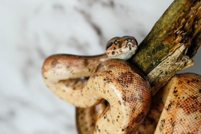 Close-up of snake