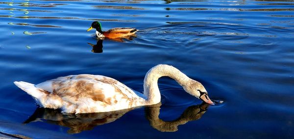 High angle view of duck swimming in lake swan