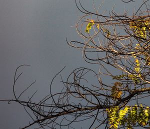 Low angle view of bare tree against sky