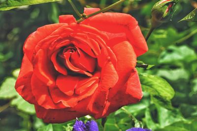 Close-up of red rose blooming outdoors