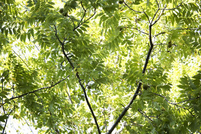 Low angle view of tree in forest