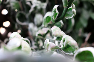 Close-up of white flowering plants