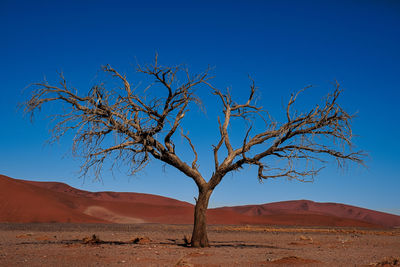 Isolated tree against blue sky in namib desert