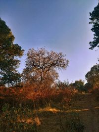 Trees on field against clear blue sky