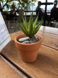 Close-up of succulent plant on table