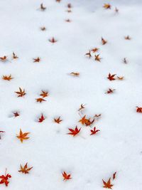 Close-up of leaves