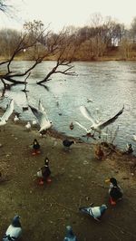 Ducks on lake