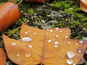 Close-up of raindrops on leaves during rainy season