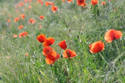 Close-up of orange poppy flowers in field